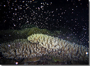 珊瑚の産卵1