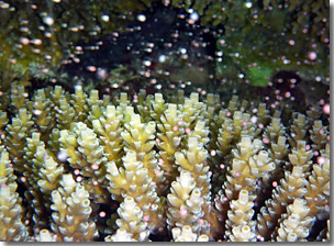 珊瑚の産卵2